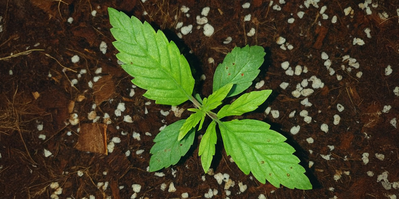 Calcium deficiency Calcium deficiency