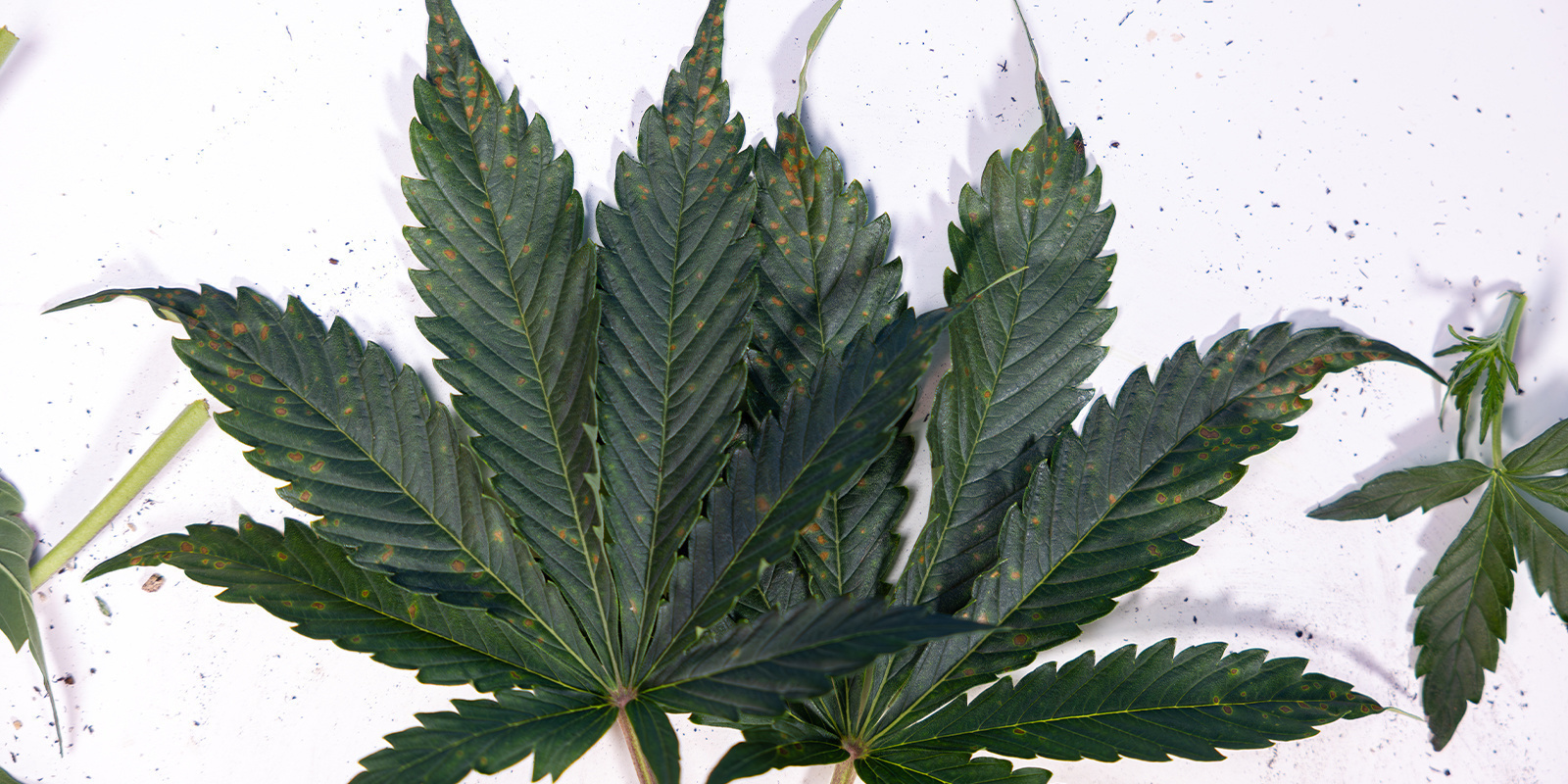 Causes of brown spots on cannabis leaves Causes of brown spots on cannabis leaves