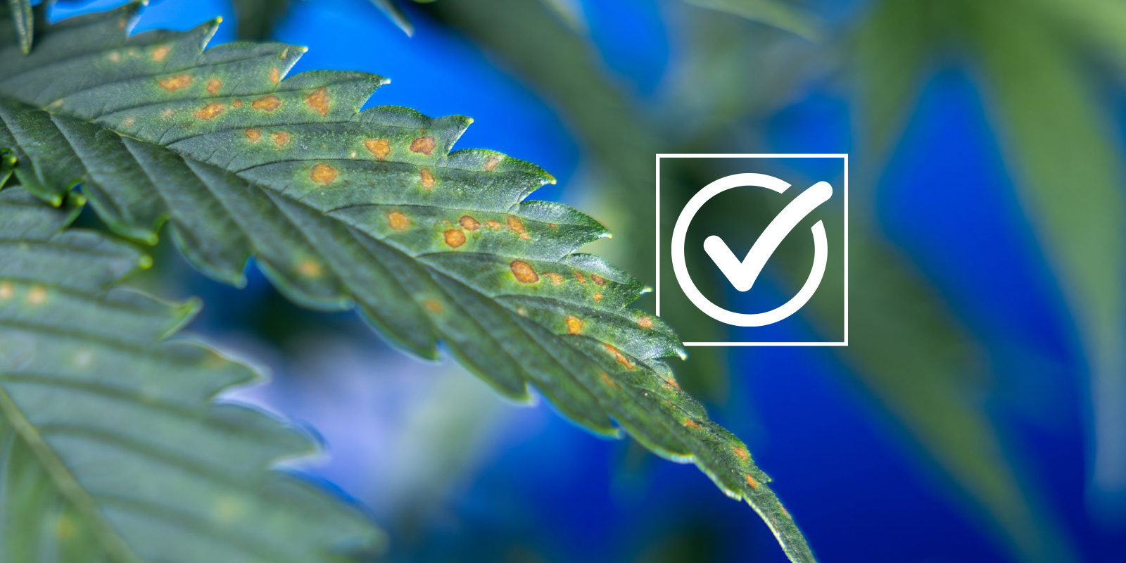 Diagnostic checklist Diagnostic checklist