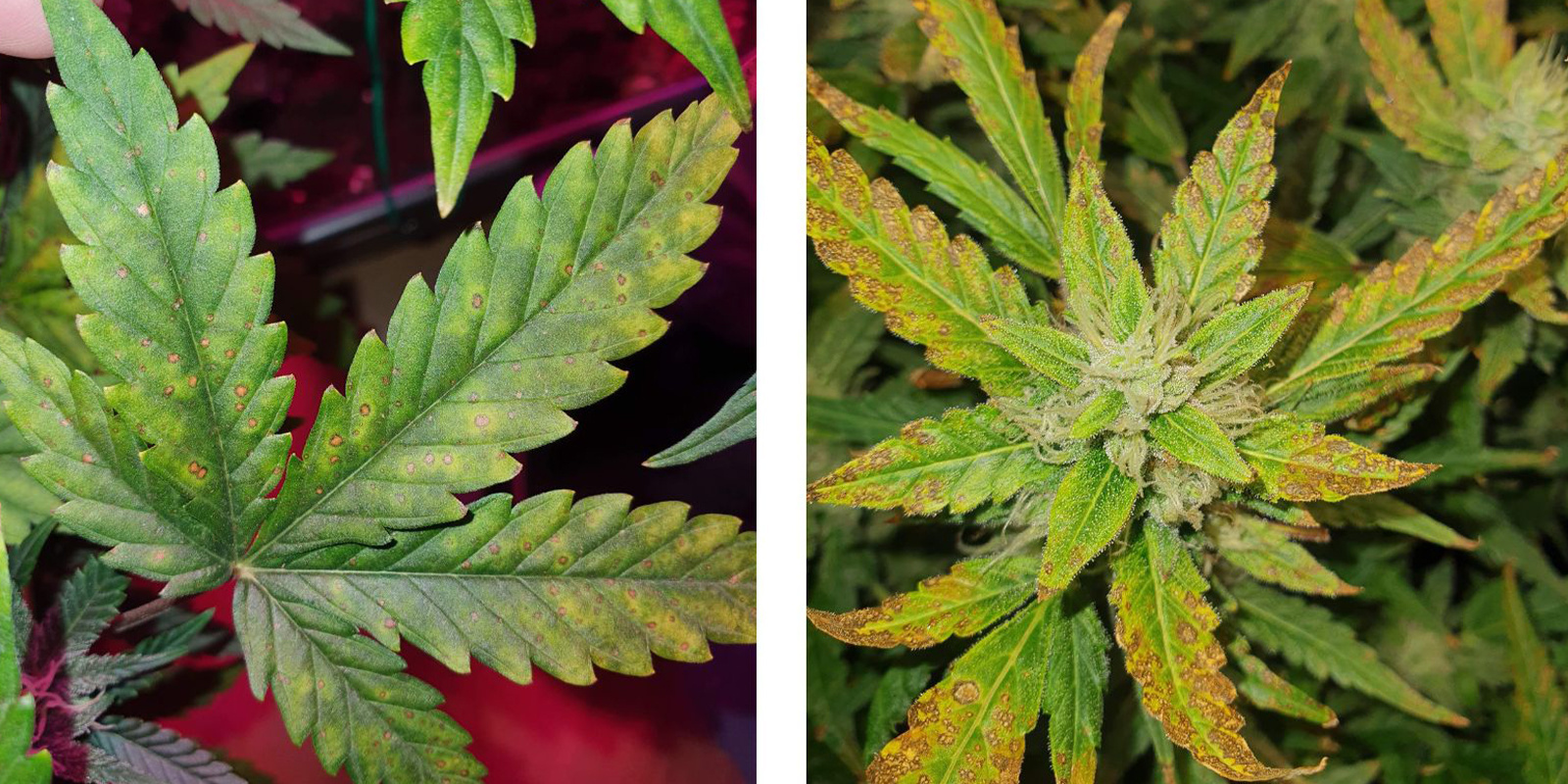 Fan leaves vs sugar leaves Fan leaves vs sugar leaves