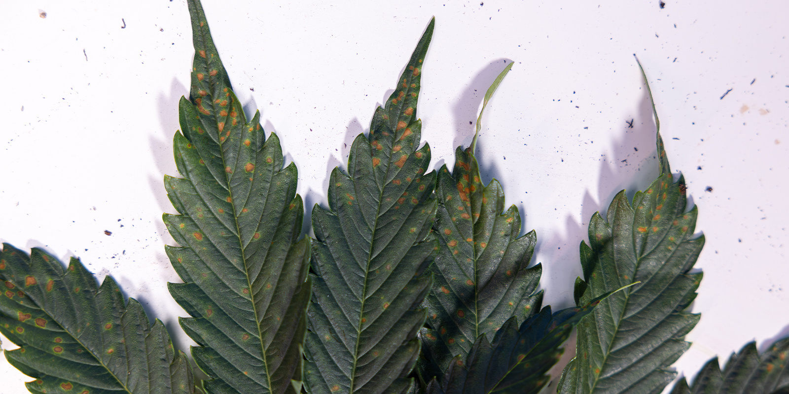 Identify and deal with brown spots like a pro Identify and deal with brown spots like a pro