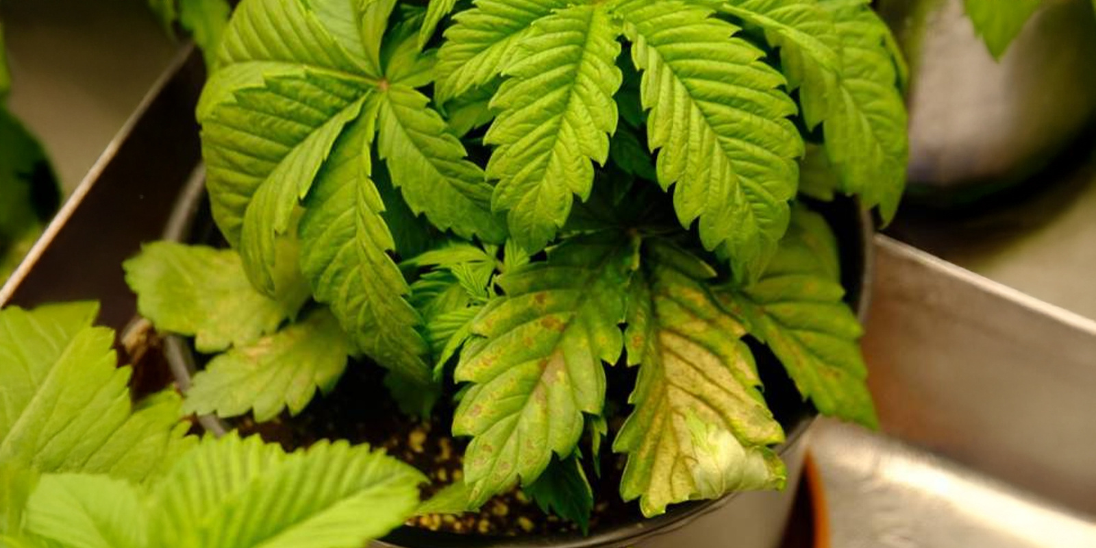 Overwatering and root problems Overwatering and root problems