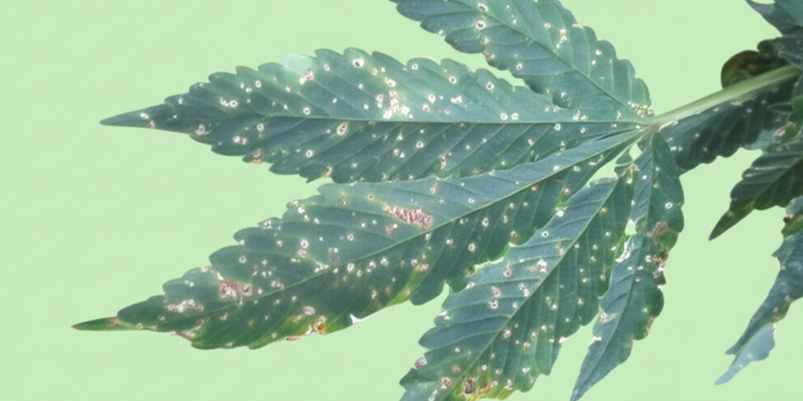 Pests and fungal infections Pests and fungal infections