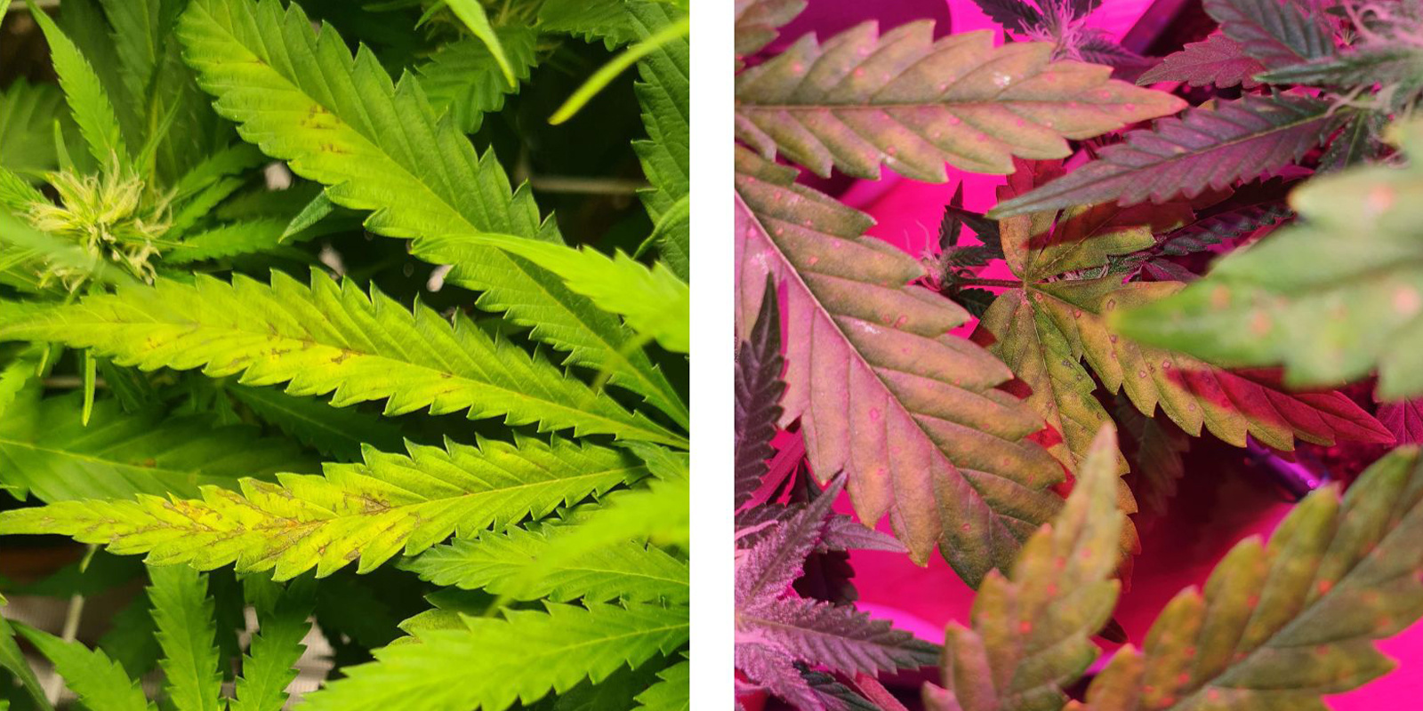 Upper vs lower plant signs Upper vs lower plant signs