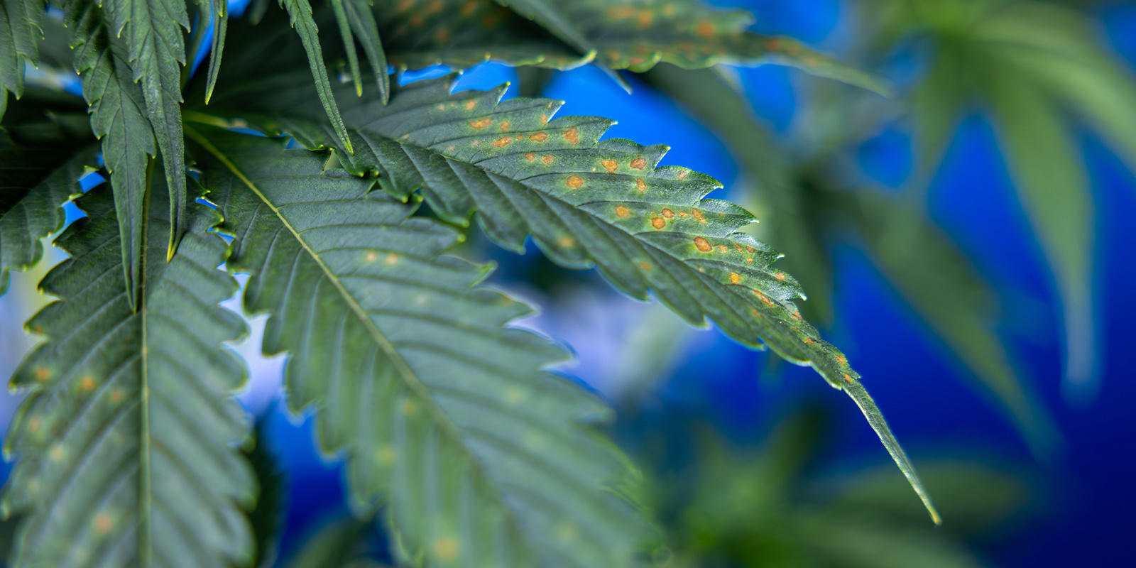 What do brown spots mean on cannabis? What do brown spots mean on cannabis?