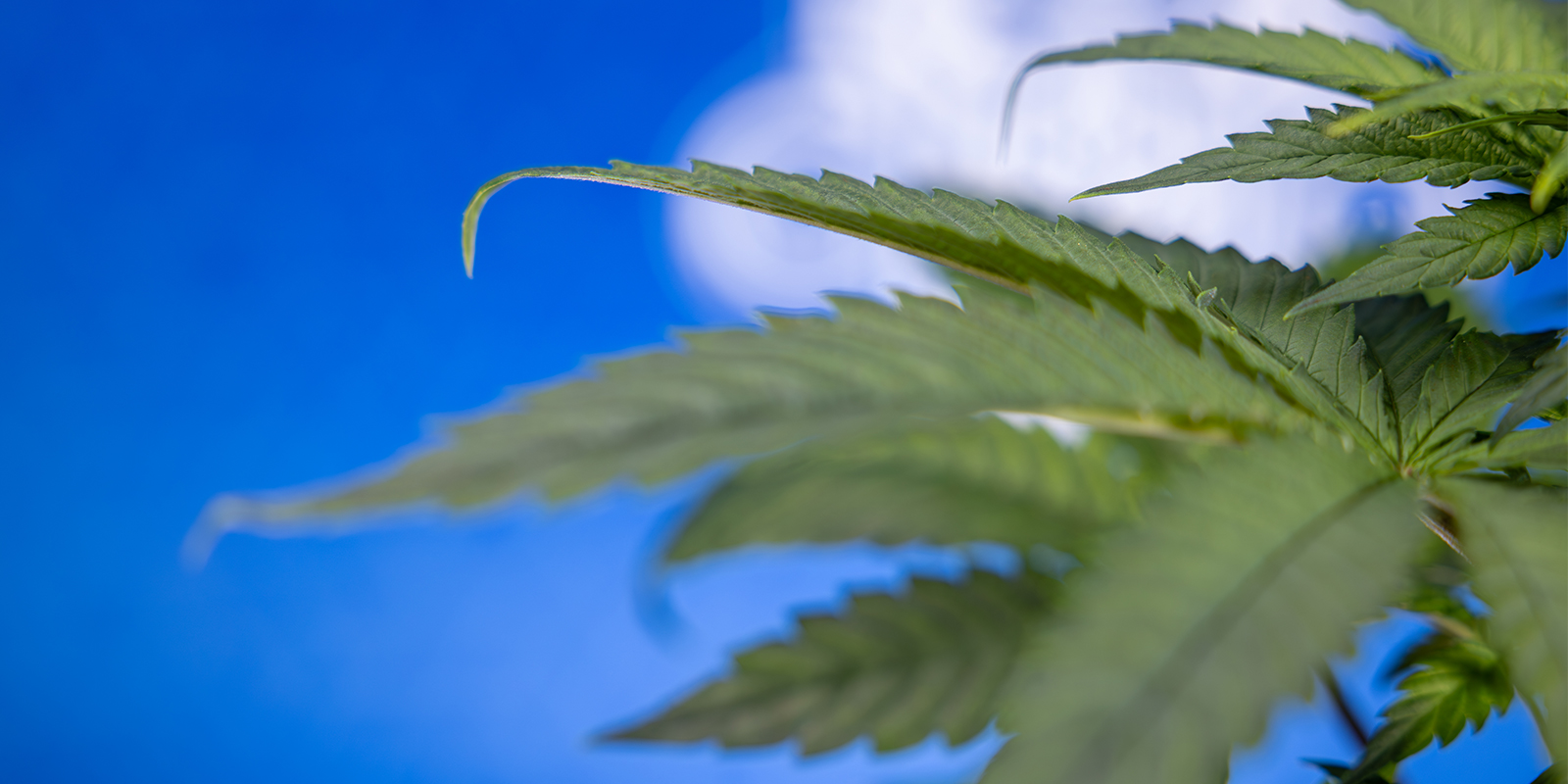 Don't let the claw get you down!