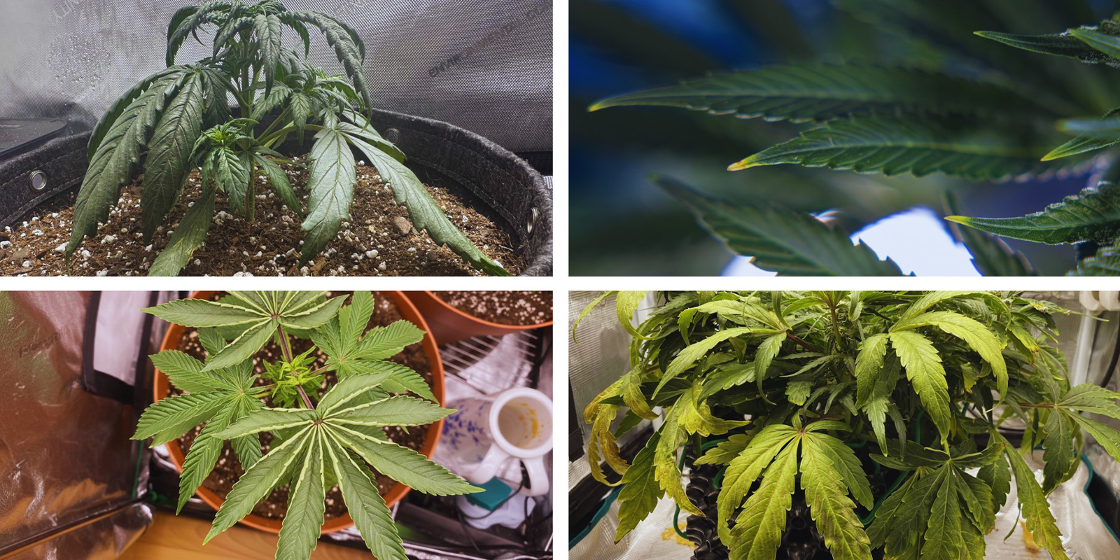 Quick symptom checklist