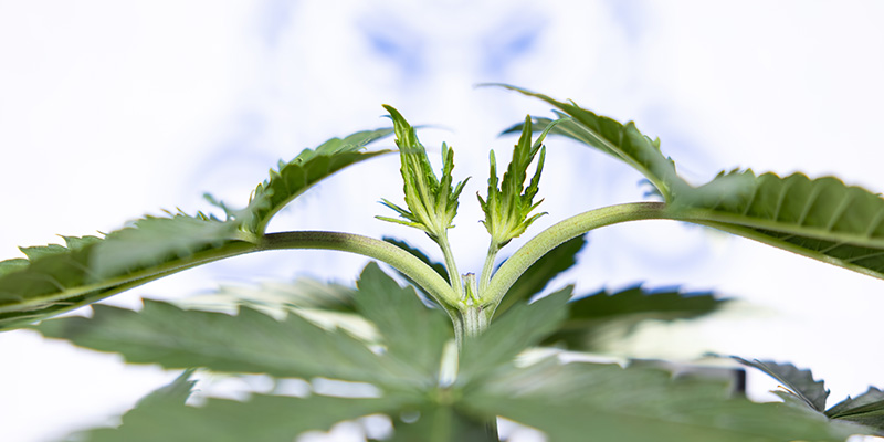 Can you top autoflowers? Can you top autoflowers?