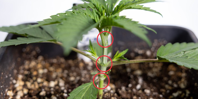 Confirm the plant is healthy and has 3–4 nodes Confirm the plant is healthy and has 3–4 nodes