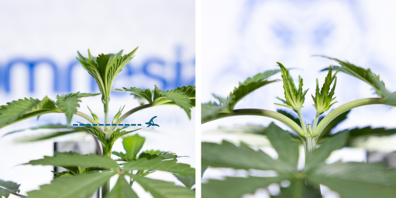 Cut above the 3rd node Cut above the 3rd node