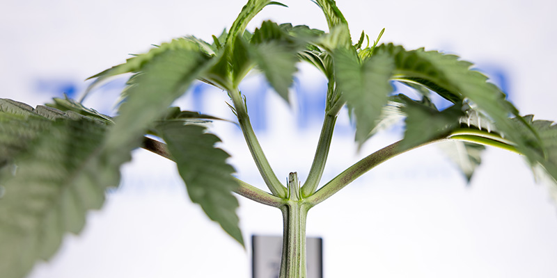 Cut above the rest? Is topping autoflowers your next move? Cut above the rest? Is topping autoflowers your next move?