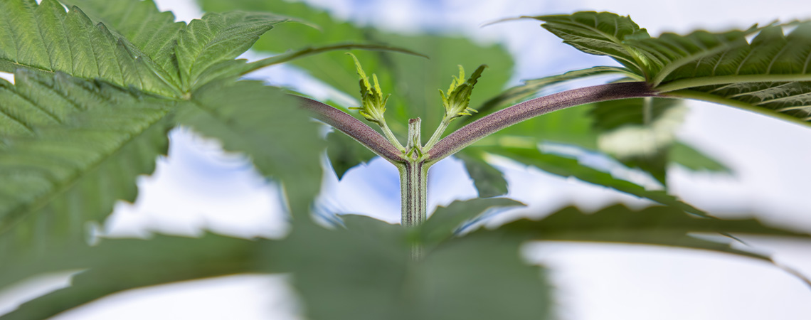Topping autoflowers for bigger yields: What you need to know Topping autoflowers for bigger yields: What you need to know