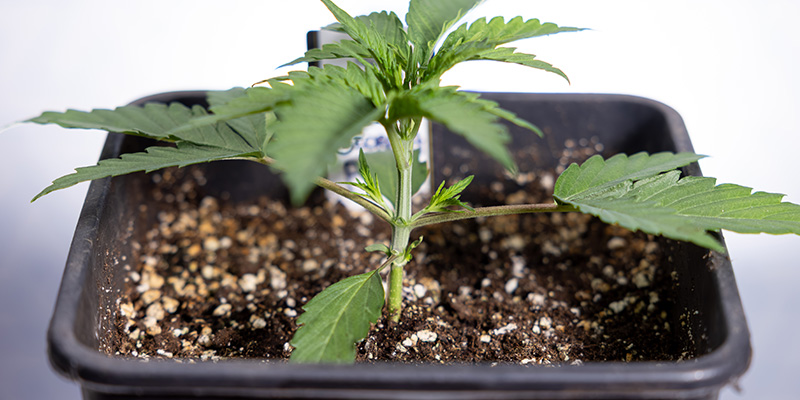 When to top autoflowers When to top autoflowers