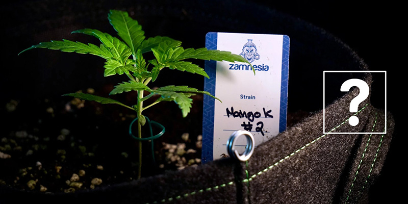 Can you transplant autoflowers?