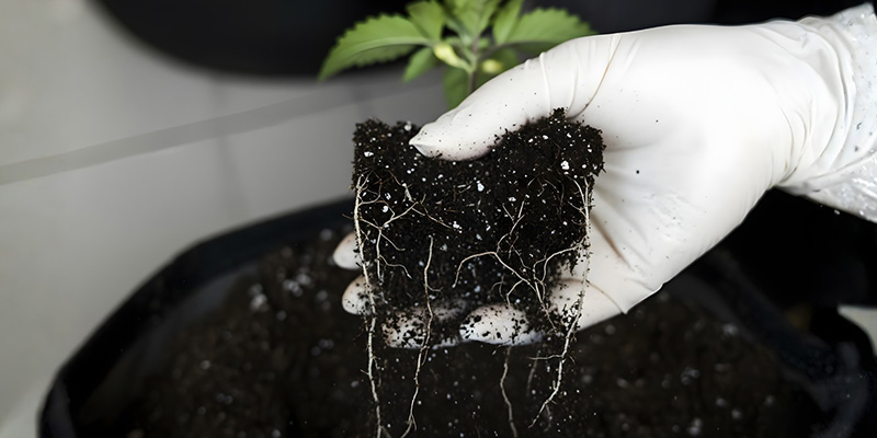 Common transplanting mistakes to avoid