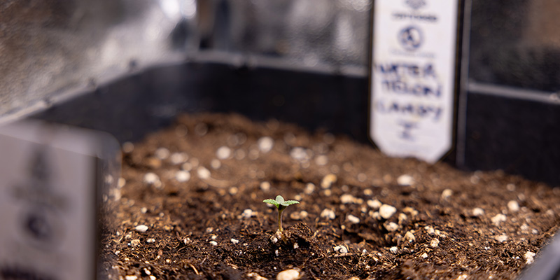 Transplanting alternatives: Starting in the final pot