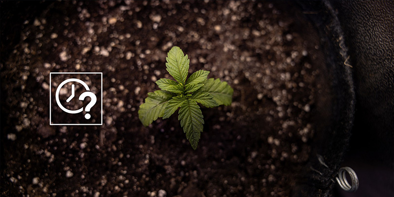 When to transplant autoflowers