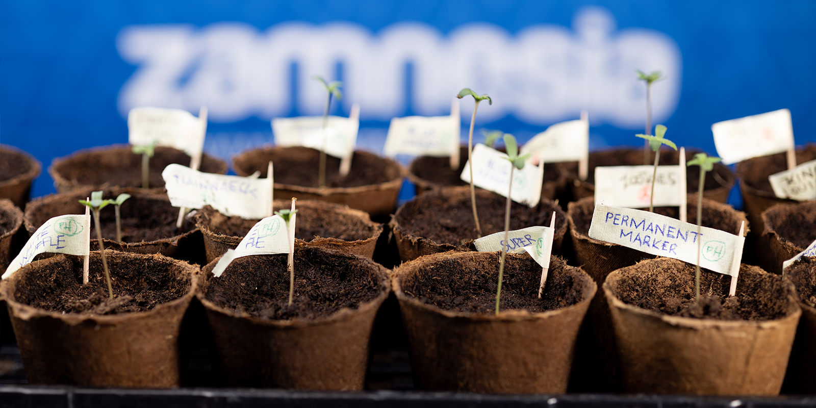 Ready, set, germinate!