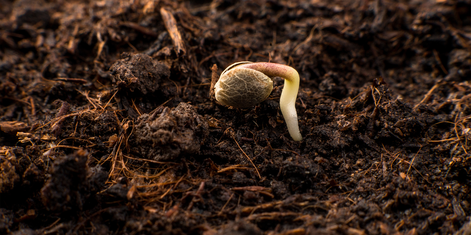 Why germination matters