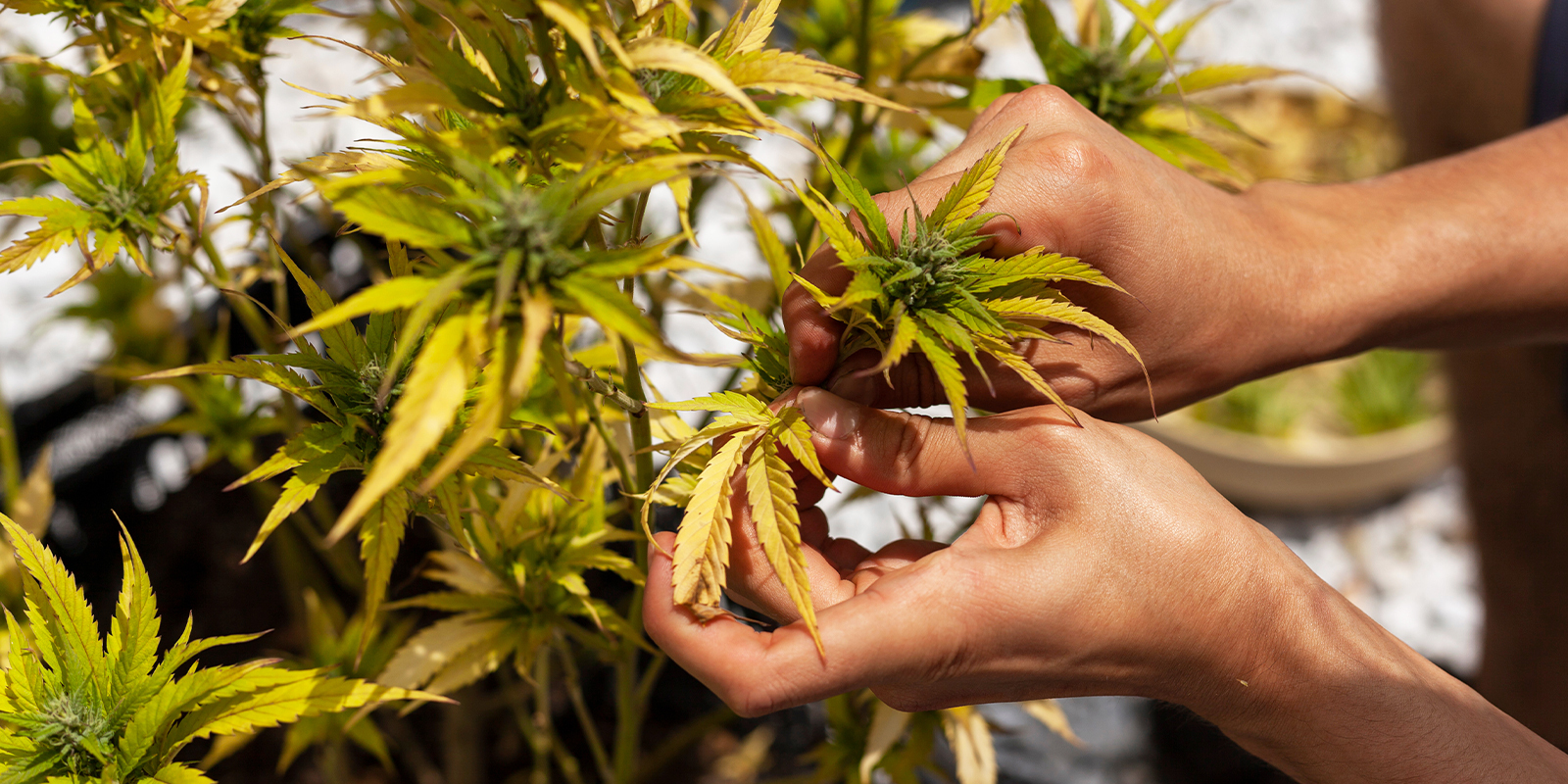 Prevention tips to avoid yellow leaves