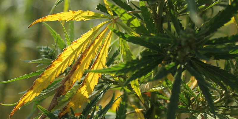 Diagnosing yellow cannabis leaves