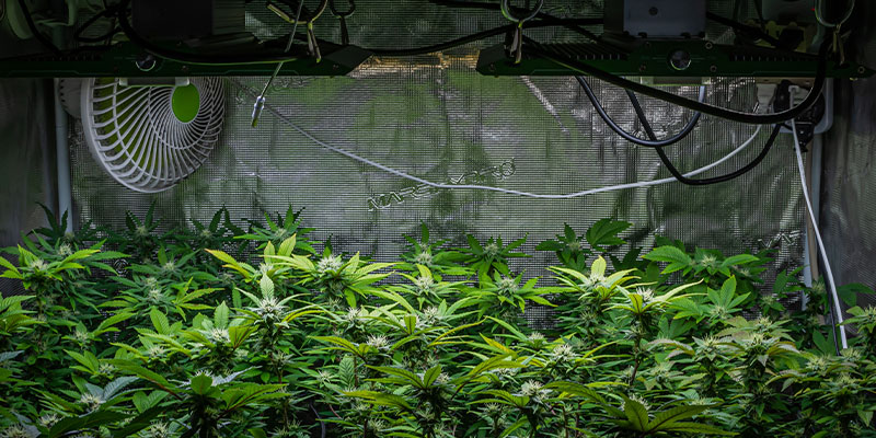 Flowering stage