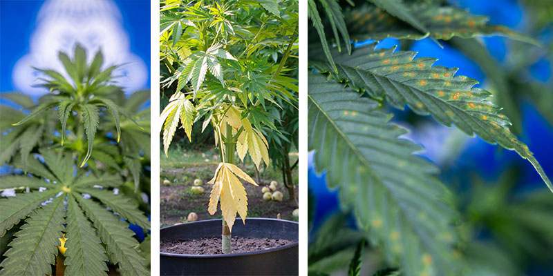 How to identify yellowing symptoms by area