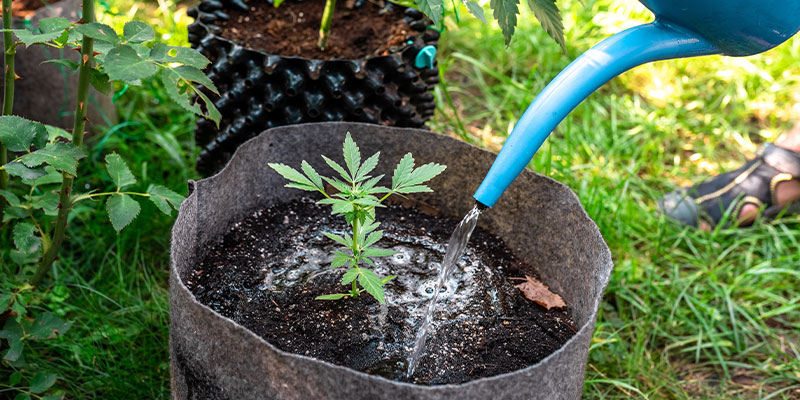 Over/underwatering