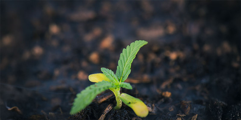 Seedling stage