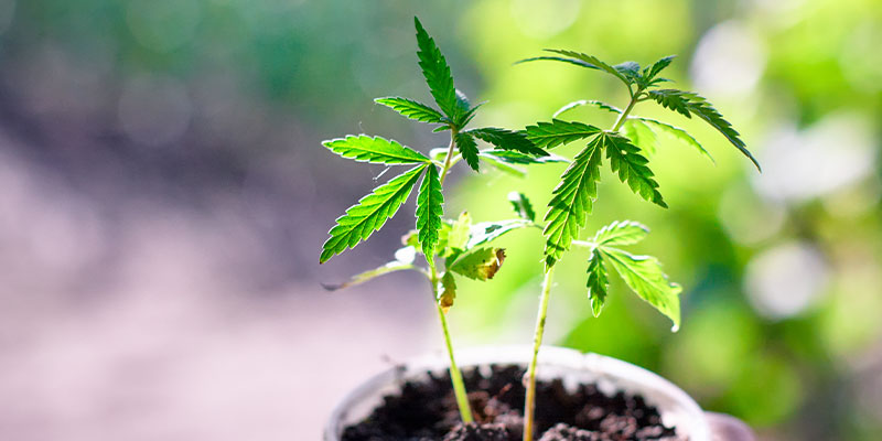 Vegetative stage