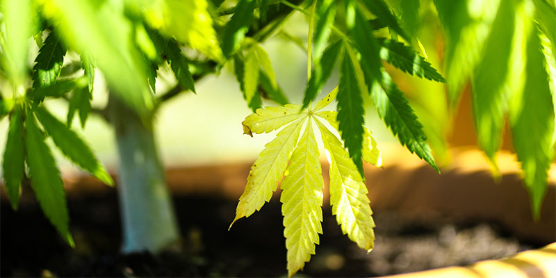 When are yellow leaves normal?