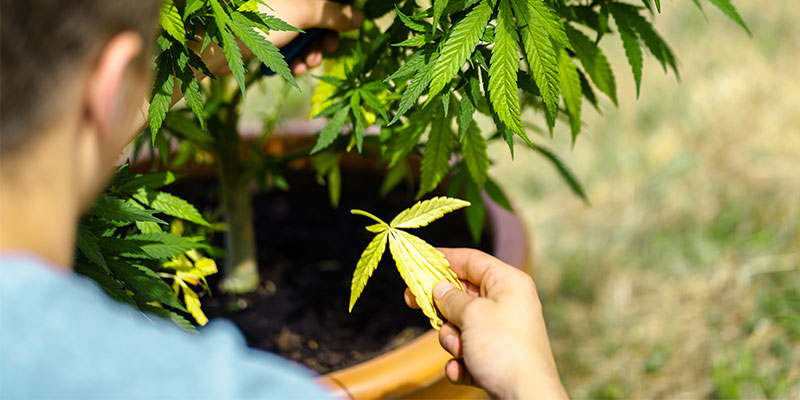 Yellow leaves? You've got this