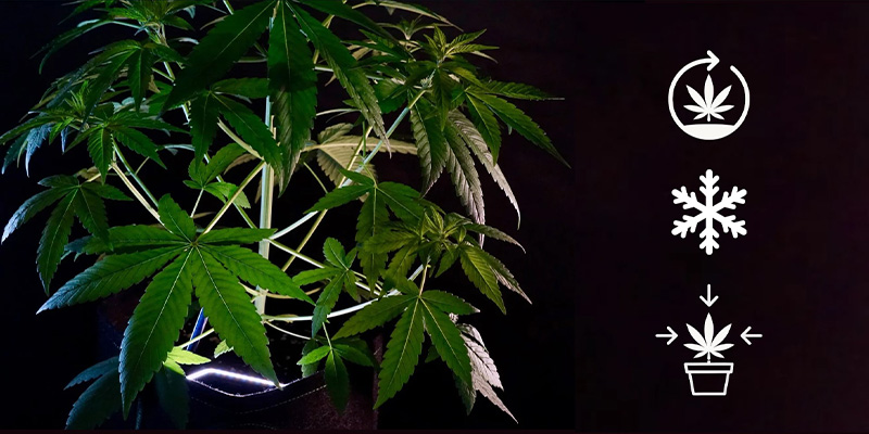 Growing characteristics of indica Growing characteristics of indica