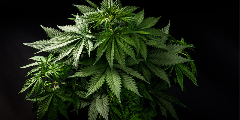 How to recognise indica How to recognise indica