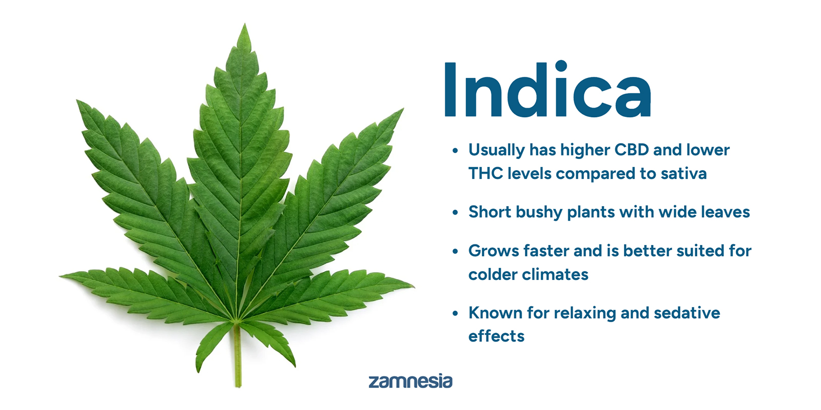 Understanding Cannabis indica: The basics