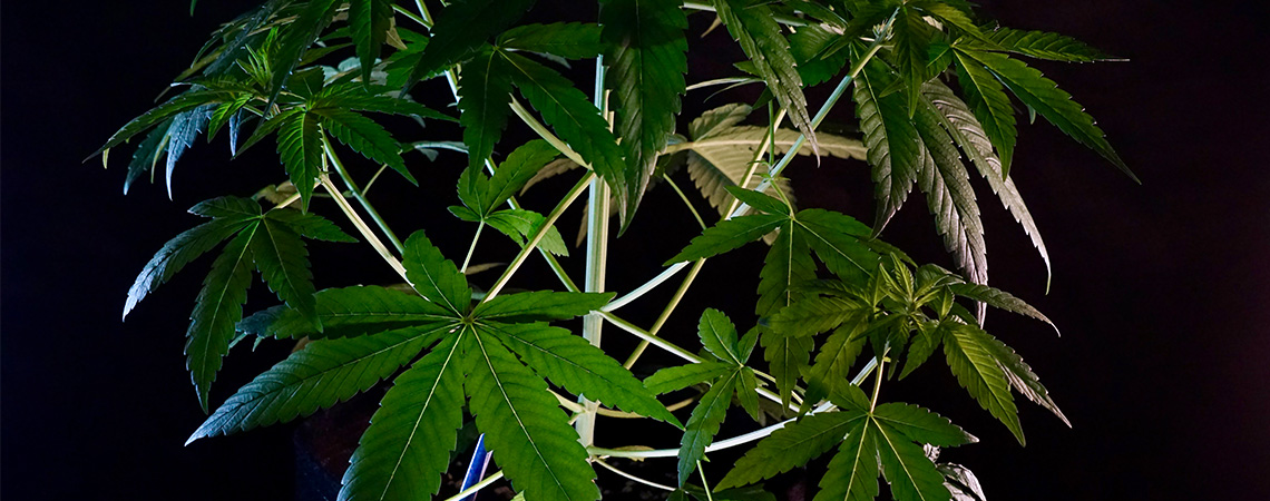 What is cannabis indica?