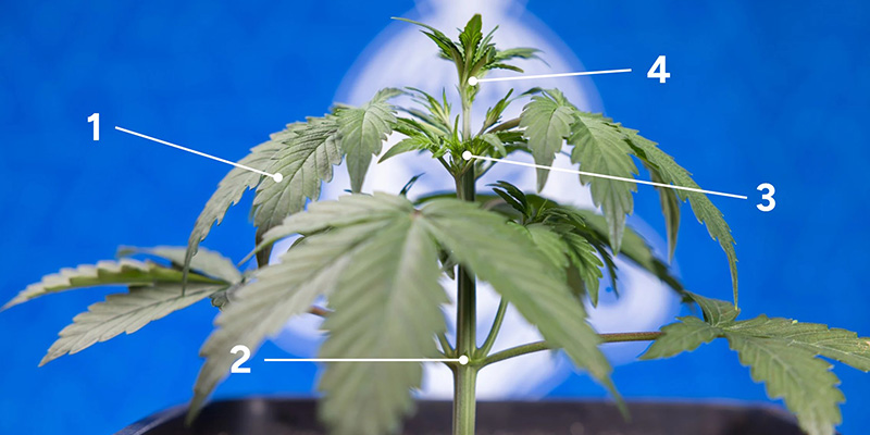 Signs your plant is ready for fimming