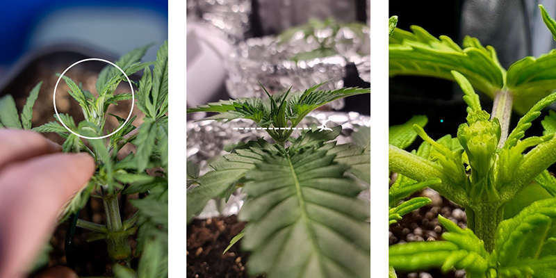 Step-by-step: How to FIM cannabis