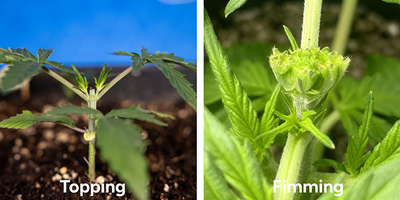 Topping vs fimming