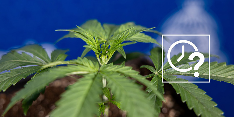 When to fim your plants