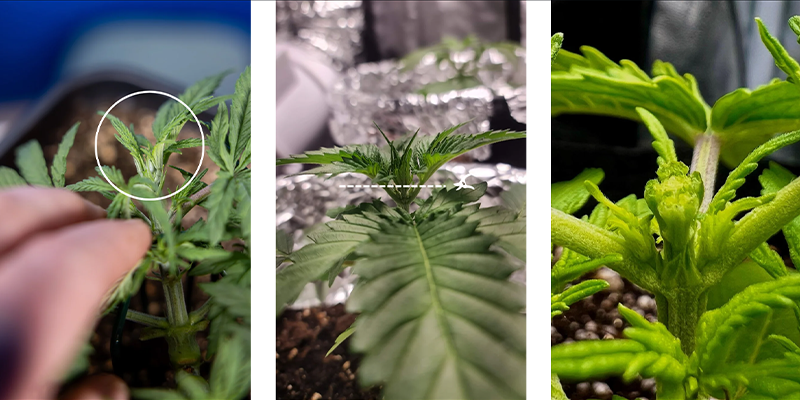 Step-by-step: How to FIM cannabis Step-by-step: How to FIM cannabis