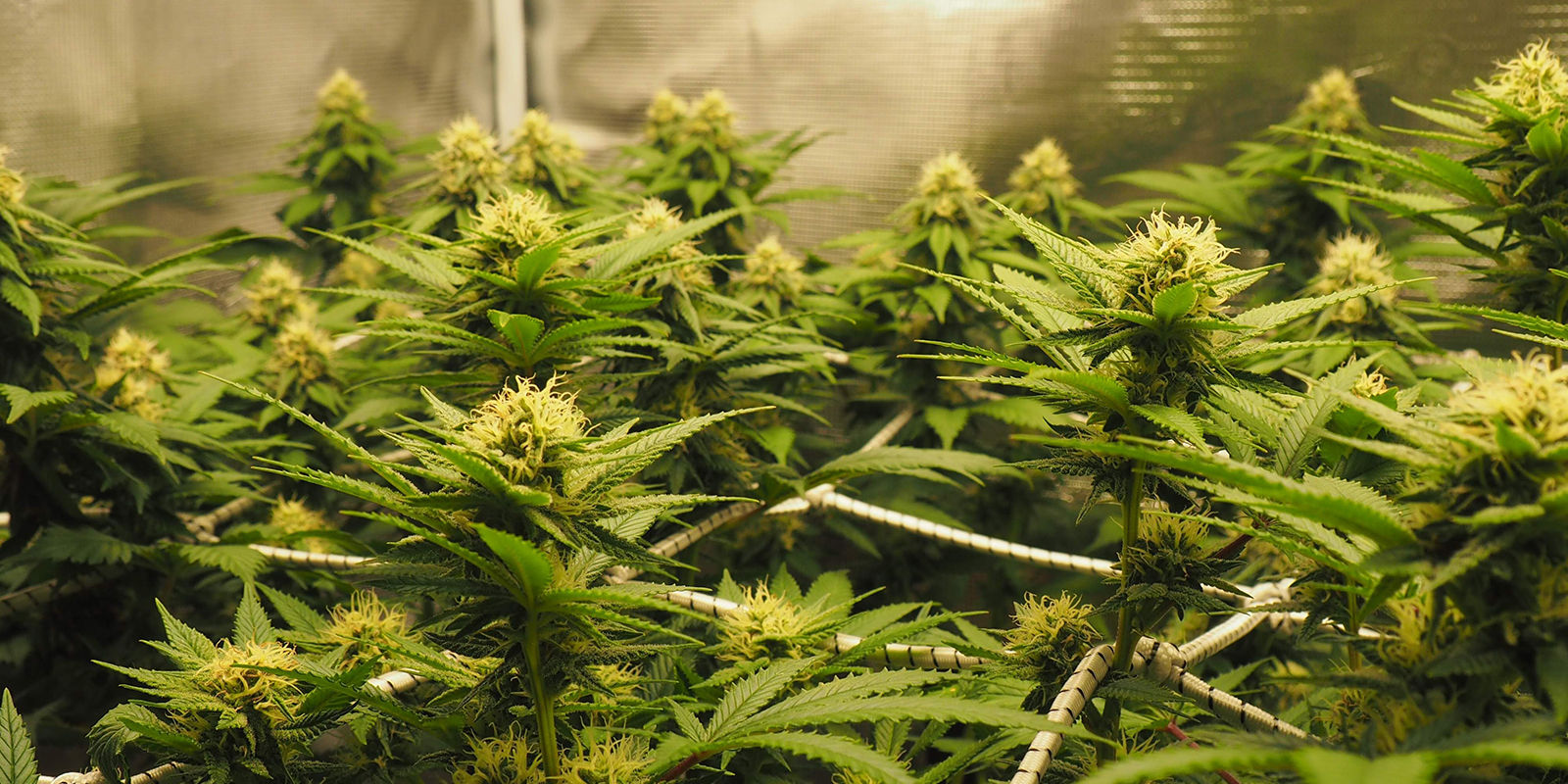 Choosing a cannabis strain for ScrOG