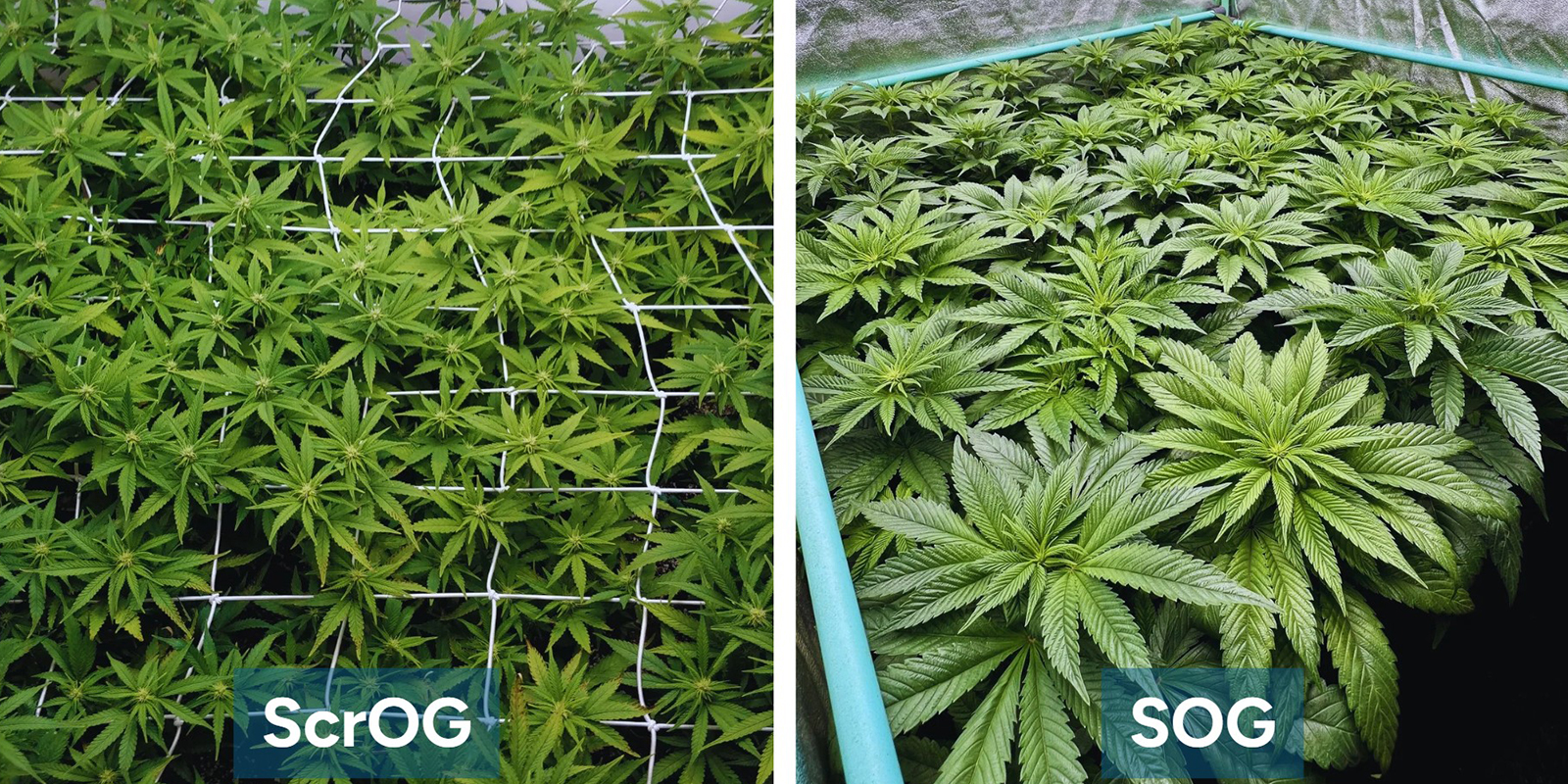 ScrOG vs SOG: What's the difference?