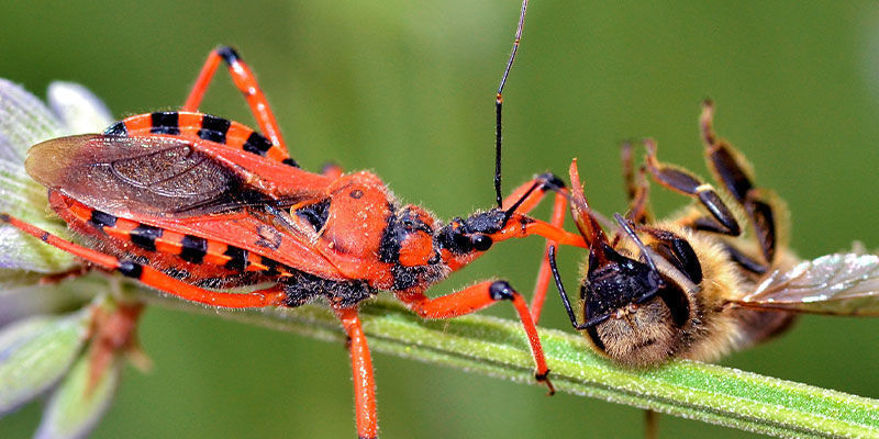 Beneficial insects to enhance cannabis cultivation