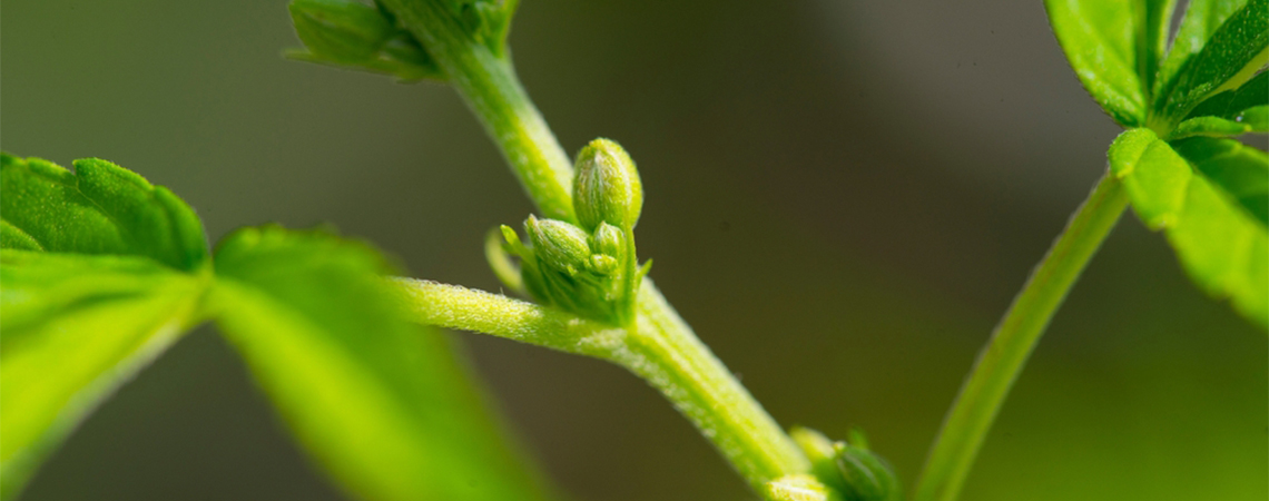 Why It's Important To Determine The Gender Of Your Cannabis Plants