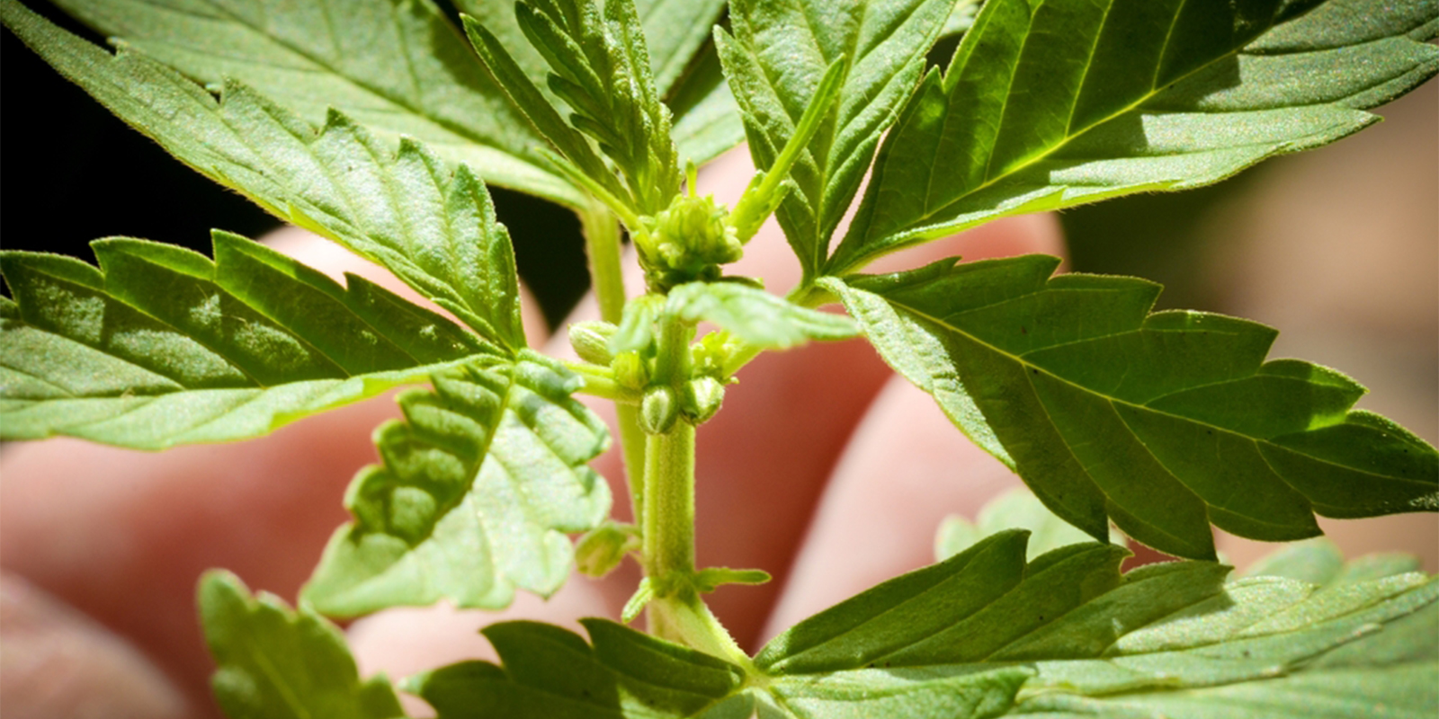 Common mistakes when sexing cannabis plants