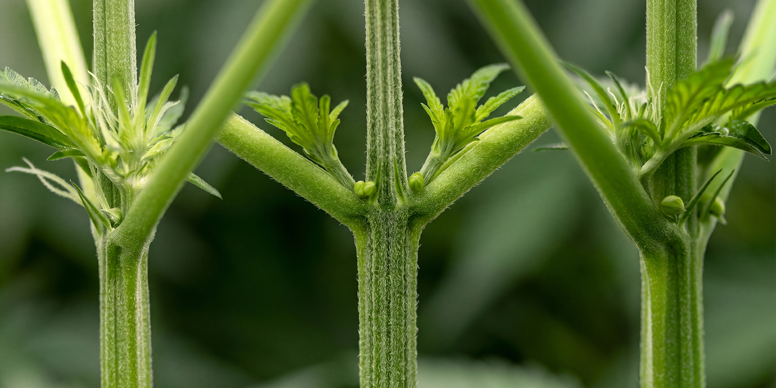 Early signs of a male cannabis plant