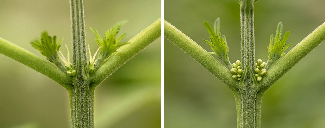 How to Identify Male vs Female Cannabis
