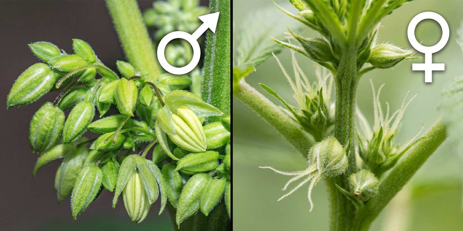 How to Identify Male vs Female Cannabis Not sure what you&rsquo;re seeing at the nodes? This visual cannabis sexing guide shows the early signs of female plant calyxes and how they differ from male sacs.  One unnoticed male can turn your grow room into a pollen factory, leaving you with seeded buds and a serious hit to yield and quality. That&rsquo;s why learning to spot sex early is one of the most valuable skills you can pick up as a home grower, especially when you&rsquo;re working with regular seeds.  This guide is built to be visual-first, with clear pictures and side-by-side comparisons so you can check your plants quickly and confidently as they mature. You&rsquo;ll learn the early signs of a male plant and the early signs of a female plant, plus where to look on the nodes as pre-flowers begin to form.  To keep things focused, we&rsquo;re covering straightforward cannabis sexing only; hermaphrodites (plants showing both traits) aren&rsquo;t included in this guide.  When can you tell if a cannabis plant is male or female? When can you tell if a cannabis plant is male or female?  Cannabis plants don&rsquo;t show sex during the early vegetative stage. You&rsquo;re usually looking for pre-flowers at the nodes, which tend to appear around weeks 4&ndash;6 from seed (or roughly 1&ndash;3 weeks after a light-cycle flip indoors), depending on genetics and overall vigour.  The environment can shift the timetable. Strong light, stable temperatures, and consistent feeding often bring clearer, earlier development, while stress, slow growth, or cold conditions can delay or muddle the first signs. Even with the best setup, avoid rushing the call: stipules and new growth can be mistaken for sex traits.  A good rule is to wait until the structures are distinct enough to confirm how to tell if a weed plant is male or female, and remember that sexing cannabis seeds isn&rsquo;t possible by appearance alone.  Understanding cannabis pre-flowers Understanding cannabis pre-flowers  Pre-flowers are the first visible sex organs a cannabis plant develops, and they&rsquo;re what you&rsquo;ll use to identify males and females early. You&rsquo;ll find them at the nodes, right where a branch meets the main stem, usually tucked just above the stipules (the small, pointy leaf-like growth at each node).  It&rsquo;s easy to confuse pre-flowers with fresh vegetative growth. New growth looks like tiny leaves and shoots, while pre-flowers form as small, distinct structures that sit tight to the node rather than stretching out like a new branch.  These markers often show up before full flowering because the plant is reaching sexual maturity, even if it hasn&rsquo;t fully entered the cannabis flowering period. As you start cannabis sexing, the key difference is structural: males tend to form round pollen sacs, while females develop a teardrop calyx where pistils will later emerge.  Early signs of a male cannabis plant Early signs of a male cannabis plant  Male plants announce themselves with pollen sacs: small, smooth, round-to-oval balls that form on a short stalk. They usually show up at the nodes first, often on the upper half of the plant where growth is most vigorous, and they sit slightly away from the stem compared with the tighter, teardrop shape you&rsquo;ll see on females.  Timing varies, but males commonly declare earlier than females, sometimes as soon as week 4 from seed, or within the first couple of weeks after switching to 12/12 indoors. That&rsquo;s why it pays to check nodes regularly as soon as pre-flowers start forming.  When you&rsquo;re reviewing pictures of early signs of a male plant, don&rsquo;t rely on a single cue. Cross-check multiple nodes, look for several sacs developing (not just one odd bump), and use our deeper guide on spotting male cannabis plants if you&rsquo;re still unsure.  Early signs of a female cannabis plant Early signs of a female cannabis plant  Female plants form a calyx at the node: a small, teardrop-shaped structure that sits tight against the stem. Often, you&rsquo;ll first notice the calyx itself before any &ldquo;hairs&rdquo; show; those hairs are pistils. They tend to emerge a little later as the plant commits more clearly to flowering.  This is why female pre-flowers before pistils can still be identified, but it takes a closer look than spotting males. Compared with pollen sacs, a calyx is less rounded, less stalked, and doesn&rsquo;t hang away from the node. Once pistils appear, they usually look like a pair of fine white strands pushing out from the tip.  Early signs of a female plant can be subtler and more uneven across the plant, so check several nodes under good light and compare what you see to trusted references. If you want to avoid the guesswork entirely, feminized cannabis seeds can be a practical option for growers focused on sinsemilla.  Male vs female weed plants: Key differences at a glance