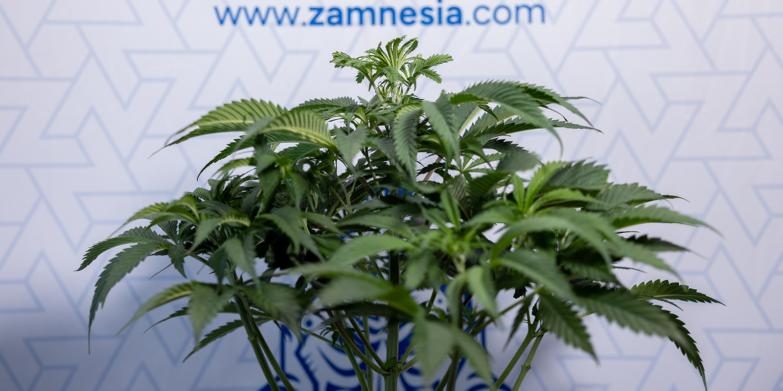 When can you tell if a cannabis plant is male or female?
